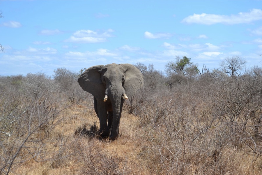 Elefant in der Savanne